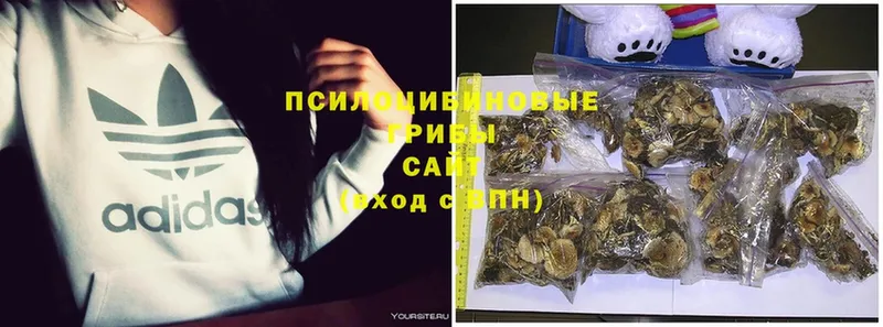 Псилоцибиновые грибы Psilocybe  купить наркотики цена  Кострома 